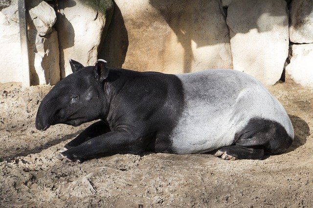 malajský tapír