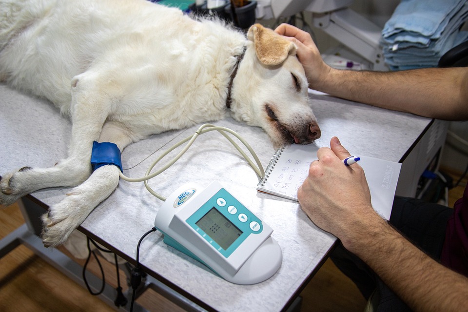Veterinář nám zachránil psa.